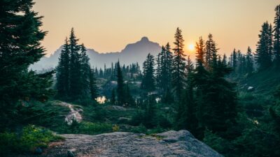 pine trees field near mountain under sunset