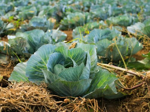 bok choy at daytime