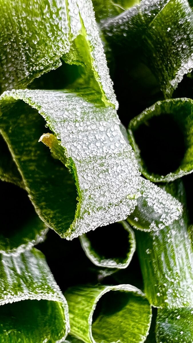 a close up of a leaf