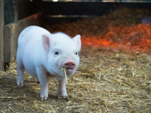 white piglet chewing hay