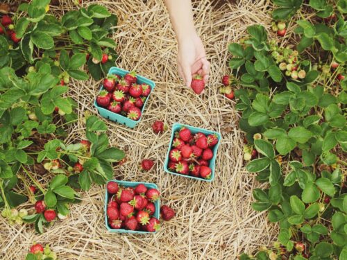 strawberries in blue baskets