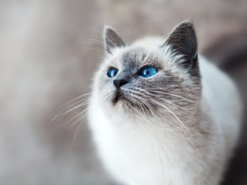 white and gray cat