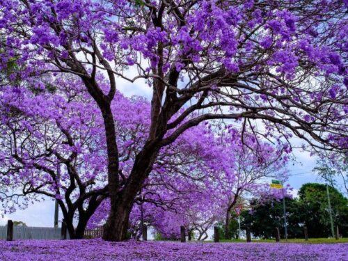 Jacaranda, violetinis medis - kaip auginti ir kur sodinti