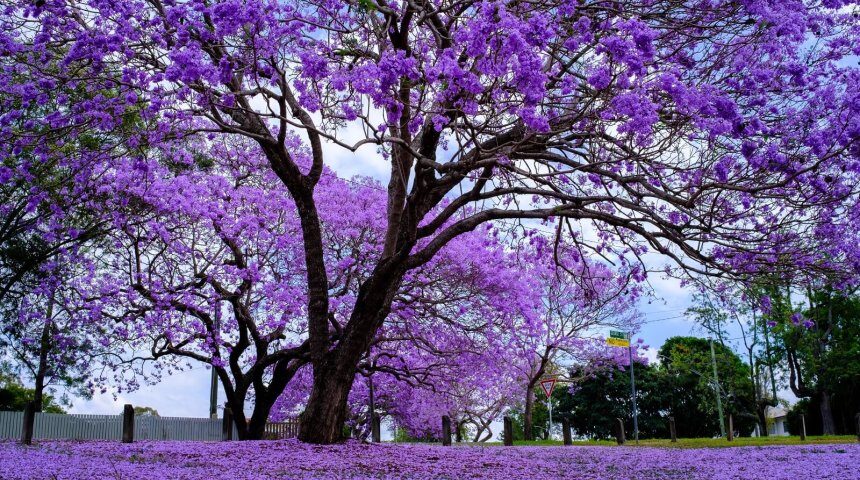 Jacaranda, violetinis medis - kaip auginti ir kur sodinti