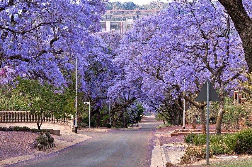 Jacaranda, violetinis medis - kaip auginti ir kur sodinti