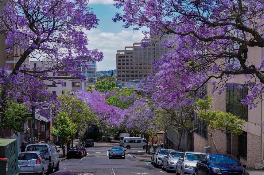 Jacaranda, violetinis medis - kaip auginti ir kur sodinti