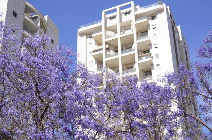 Jacaranda, violetinis medis - kaip auginti ir kur sodinti