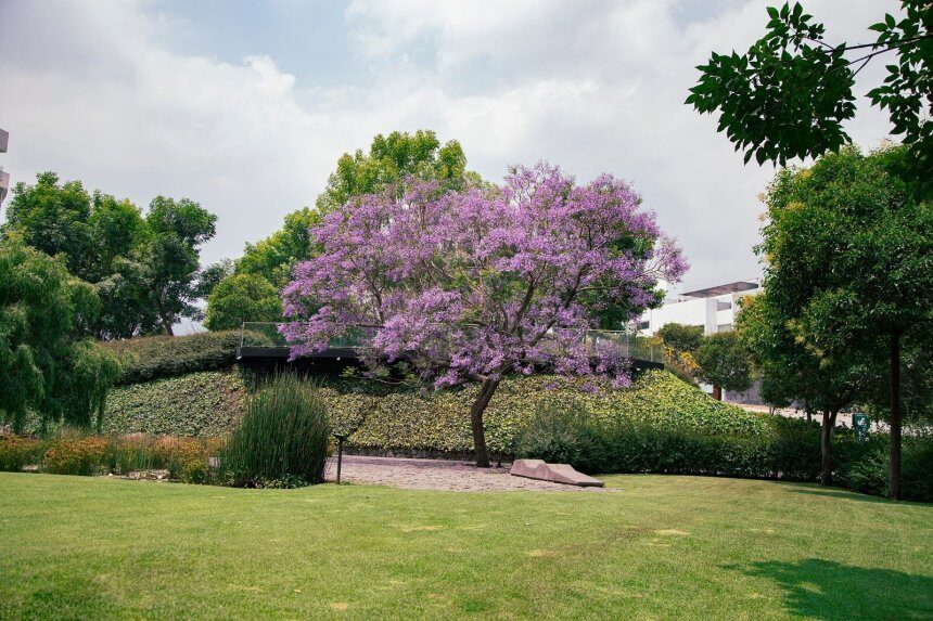 Jacaranda, violetinis medis - kaip auginti ir kur sodinti