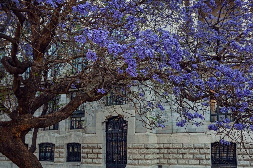 Jacaranda, violetinis medis - kaip auginti ir kur sodinti