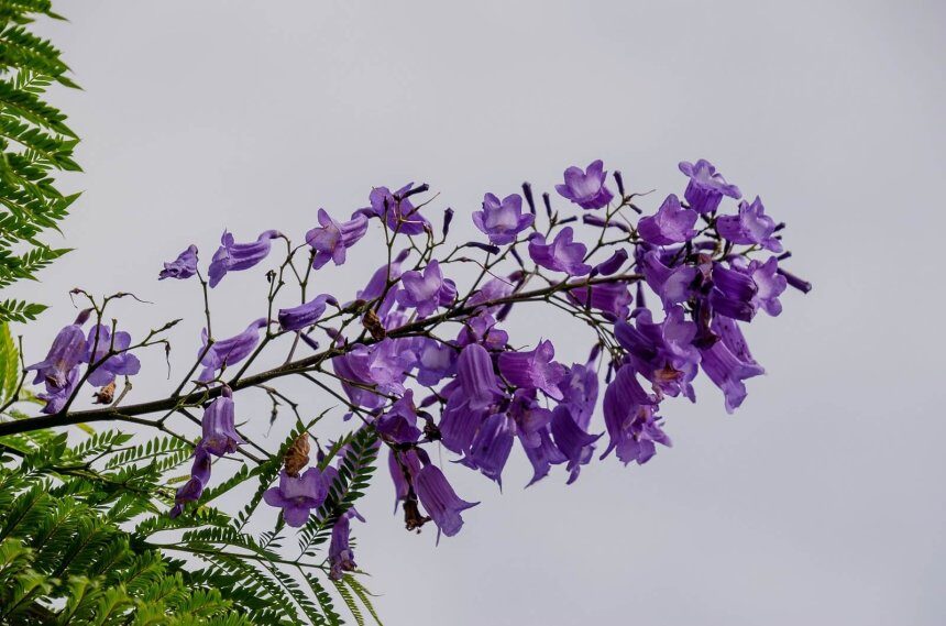 Jacaranda, violetinis medis - kaip auginti ir kur sodinti