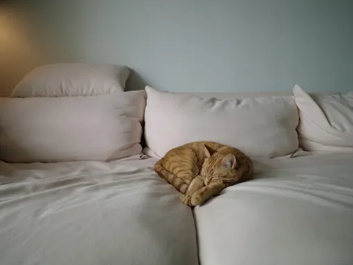 Kodėl reikia dažniau plauti pagalves ir kaip tai padaryti teisingai: patarimai, kuriuos daugelis įpratę ignoruoti Kodėl reikia dažniau plauti pagalves ir kaip tai padaryti teisingai: patarimai, kuriuos daugelis įpratę ignoruoti