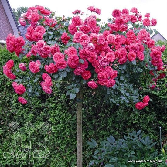 pirkti rožių ROSARIUM UETERSEN