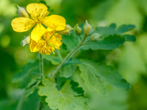 Celandine žolė