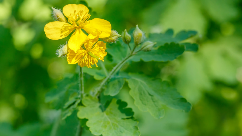 Celandine žolė