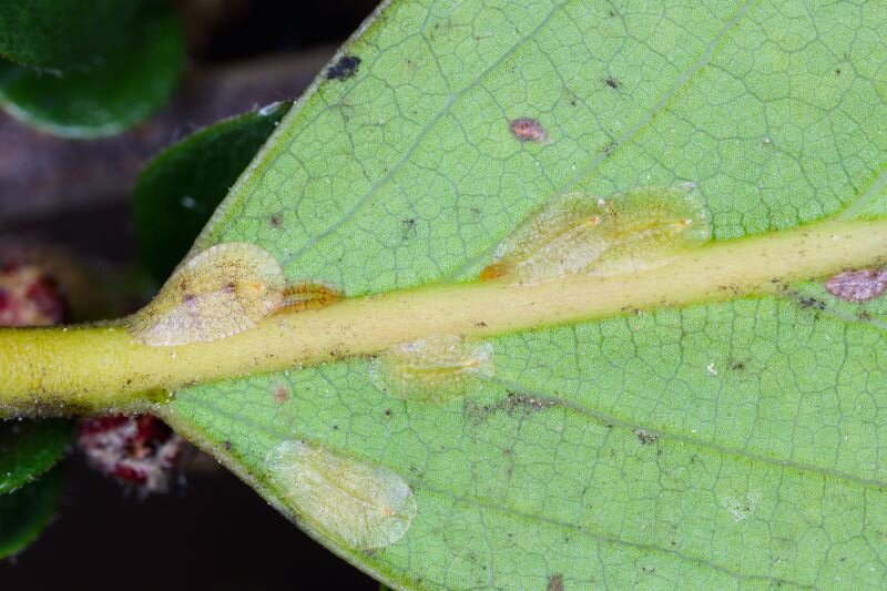 Žvynuoti vabzdžiai ant kambarinių augalų