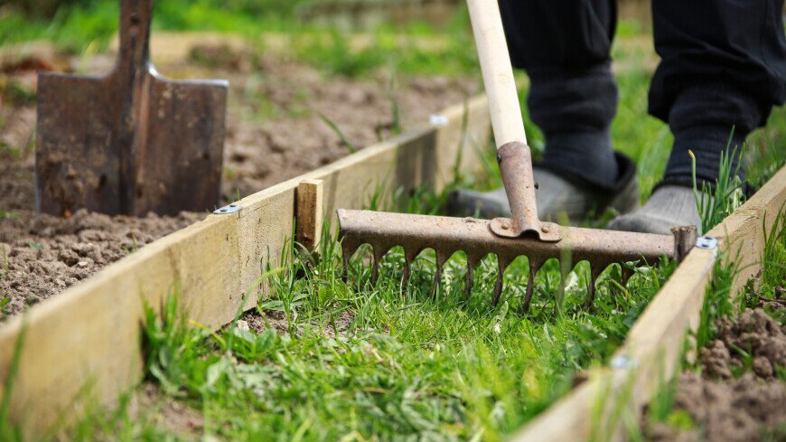 Kaip prižiūrėti veją po žiemos