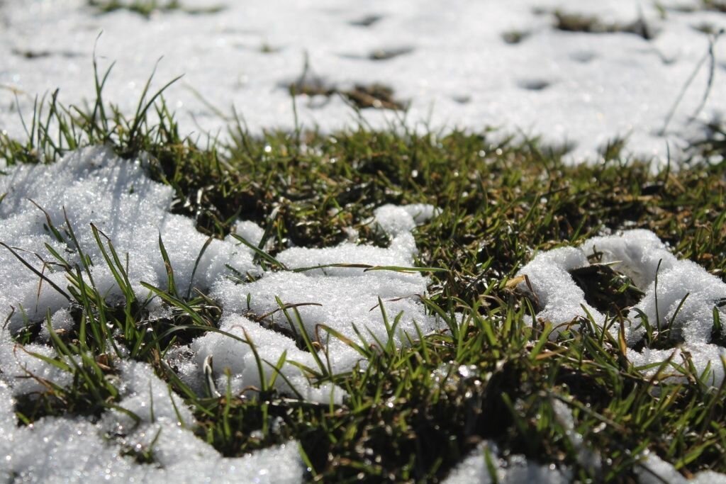 Tinkama vejos priežiūra po žiemos