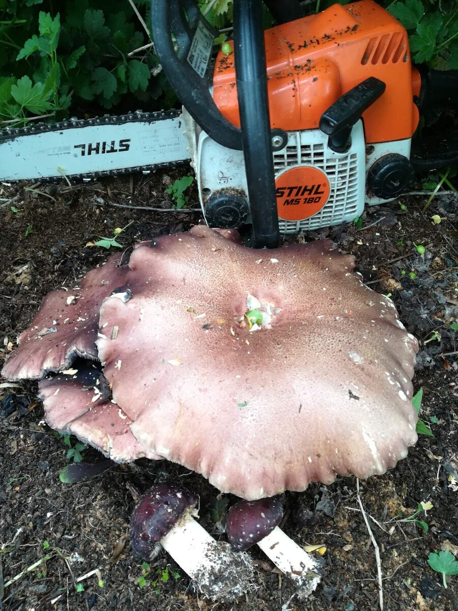 Grybelis arba Stropharia rugoso-annulata (raukšlėtas žiedas).