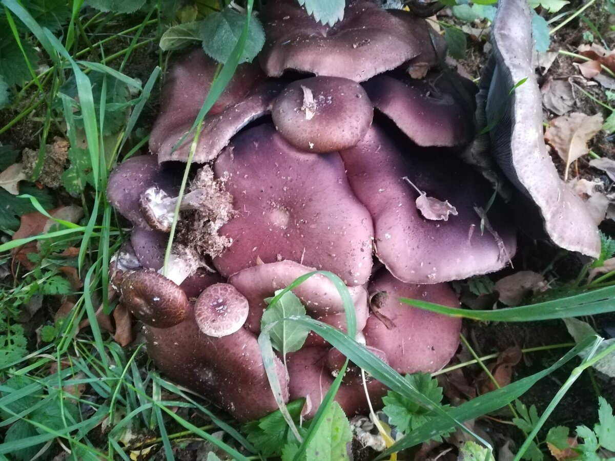 Ne, aš neužsiimu grybų auginimu, tai yra jų auginimu vartojimui. Grybai mano sode neauga tam, kad juos butu galima skinti ir valgyti. Grybai padeda augalams maitintis. Trumpai žodžiu.-5