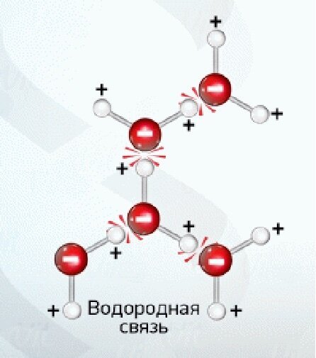Vanduo augalų gyvenime. Šiame straipsnyje bus aptarta vandens svarba ir savybės augalų gyvenime..-4