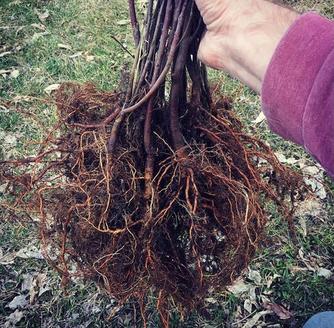 Pradėk čia. Toliau mulčiuoju daržo selekcines vietas. Kaip ateina pjuvenos. Vežau po sodą ir įdėjau į mulčią, jau 6 mašinos pjuvenų.-9