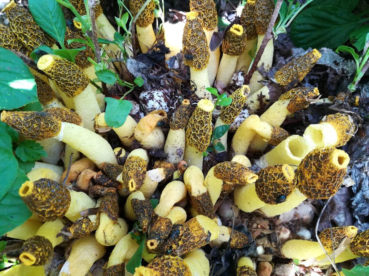 Рhallus costatus (kremzlinis costatus) jpeg