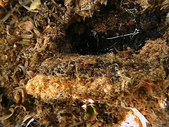 Bandysiu dar kartą, tikėdamasis kaip nors padėti sodininkams suprasti natūralų ūkininkavimą, pateikdamas klausimus ir atsakymus. Pabandysiu juos sujungti šiame straipsnyje..-5