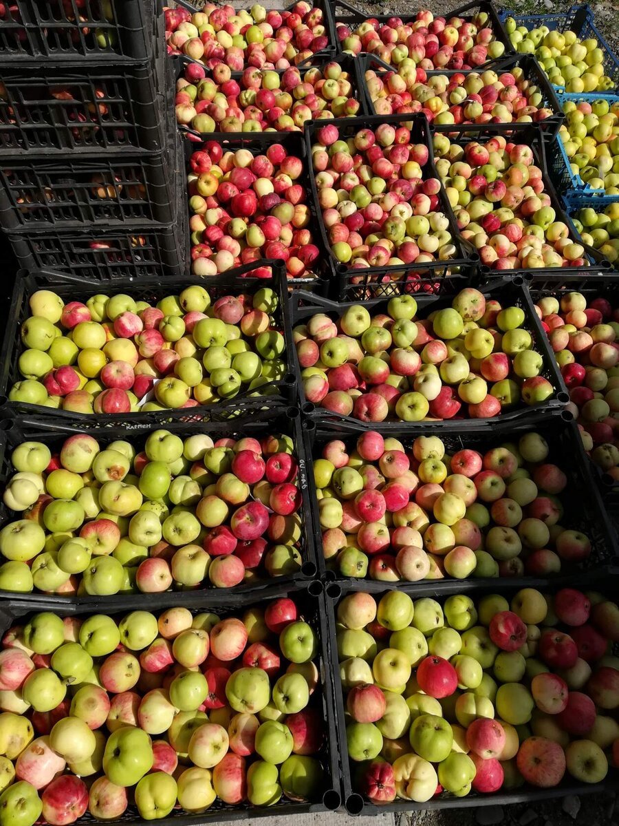 Bandysiu dar kartą, tikėdamasis kaip nors padėti sodininkams suprasti natūralų ūkininkavimą, pateikdamas klausimus ir atsakymus. Pabandysiu juos sujungti šiame straipsnyje..-8