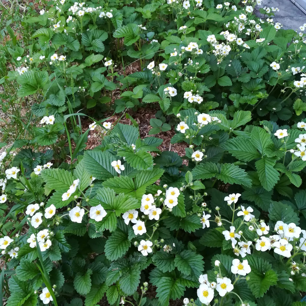 Nuoroda. „Braškė Florika (Florika) – sodo braškė x laukinė braškė (Fragaria ananassa x Fragaria vesca)).-3