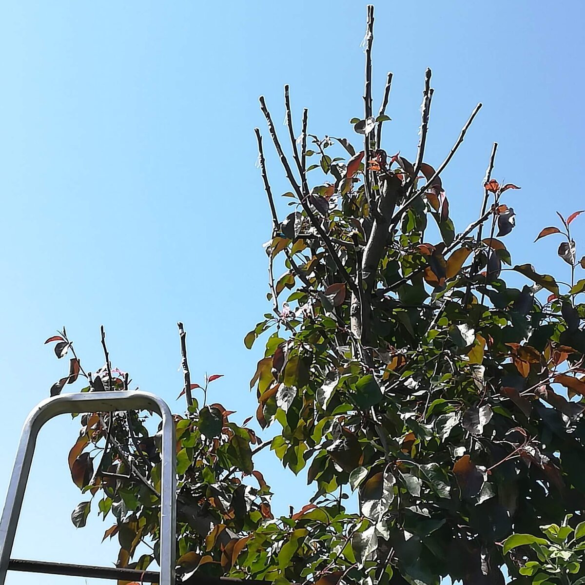 Sode skiepiju birželio-liepos mėnesiais, dėl labai paprastos priežasties. Jei pasodinsite anksti, jie duoda labai daug prieaugį. O lietingu, vėjuotu oru jie tiesiog nulūžta skiepijimo vietoje.