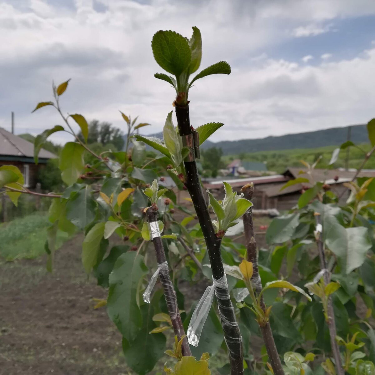 Sode skiepiju birželio-liepos mėnesiais, dėl labai paprastos priežasties. Jei pasodinsite anksti, jie duoda labai daug prieaugį. O lietingu, vėjuotu oru jie tiesiog nulūžta skiepijimo vietoje.-2