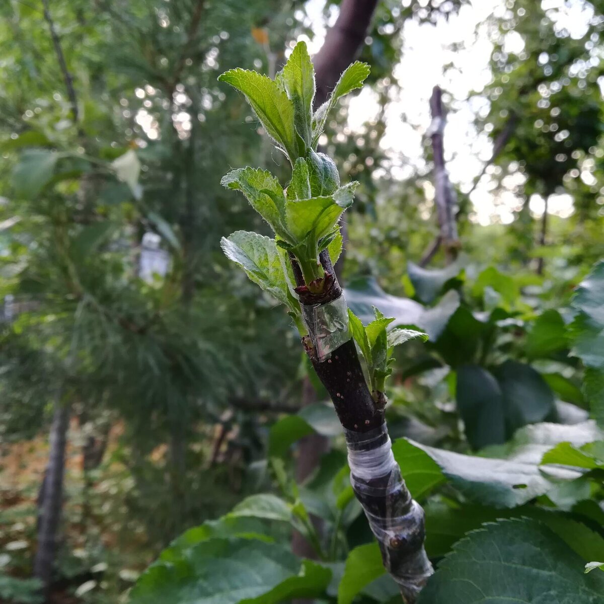 Sode skiepiju birželio-liepos mėnesiais, dėl labai paprastos priežasties. Jei pasodinsite anksti, jie duoda labai daug prieaugį. O lietingu, vėjuotu oru jie tiesiog nulūžta skiepijimo vietoje.-4