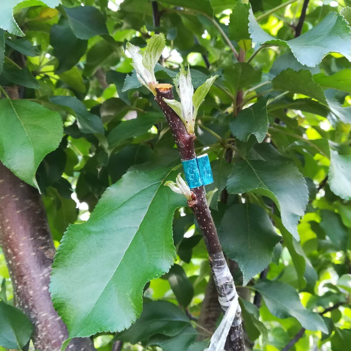 Sode skiepiju birželio-liepos mėnesiais, dėl labai paprastos priežasties. Jei pasodinsite anksti, jie duoda labai daug prieaugį. O lietingu, vėjuotu oru jie tiesiog nulūžta skiepijimo vietoje.-5