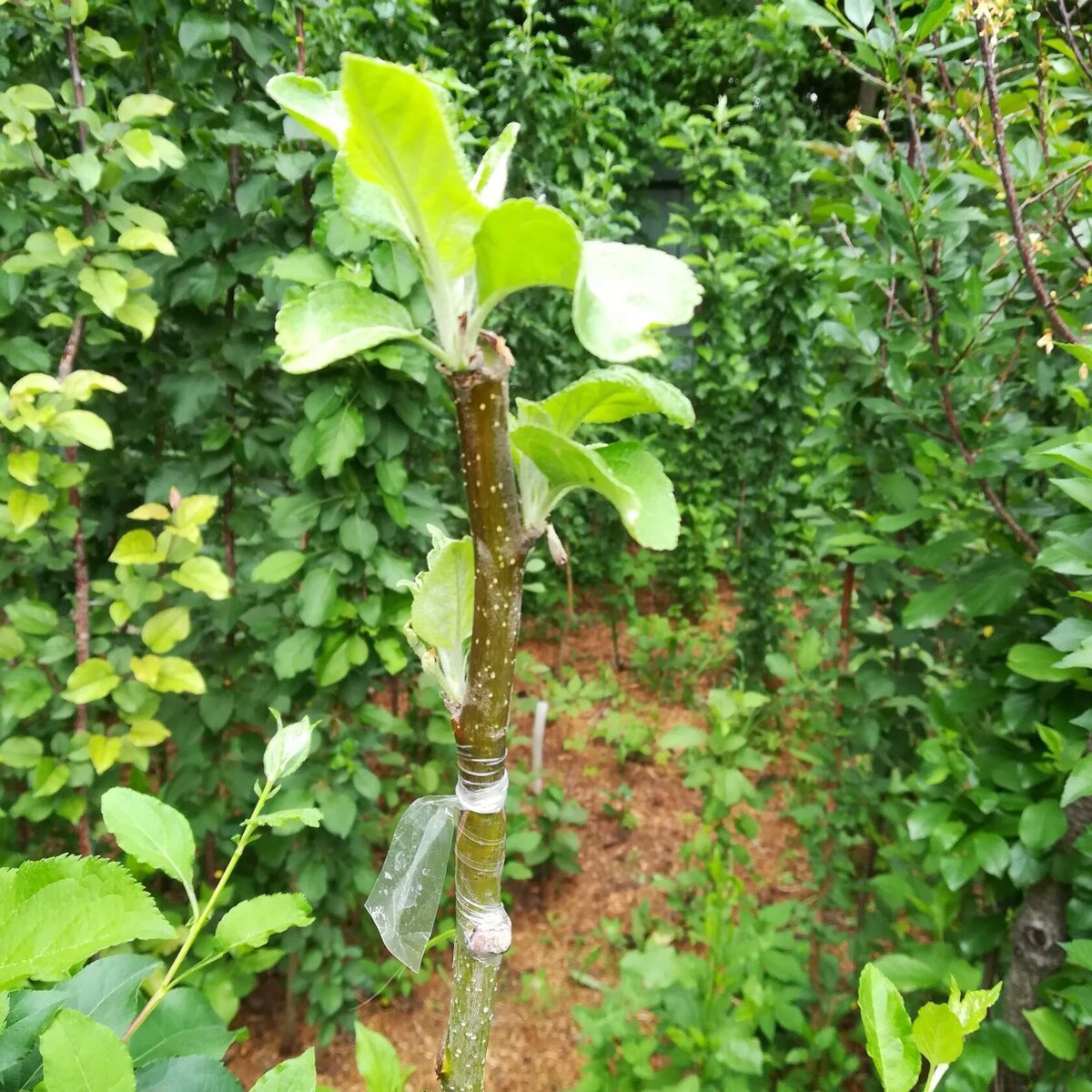 Sode skiepiju birželio-liepos mėnesiais, dėl labai paprastos priežasties. Jei pasodinsite anksti, jie duoda labai daug prieaugį. O lietingu, vėjuotu oru jie tiesiog nulūžta skiepijimo vietoje.-6