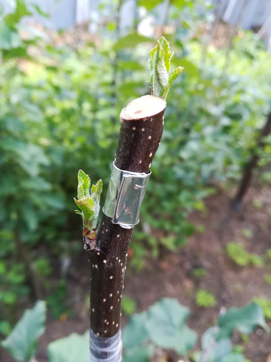 Sode skiepiju birželio-liepos mėnesiais, dėl labai paprastos priežasties. Jei pasodinsite anksti, jie duoda labai daug prieaugį. O lietingu, vėjuotu oru jie tiesiog nulūžta skiepijimo vietoje.-7