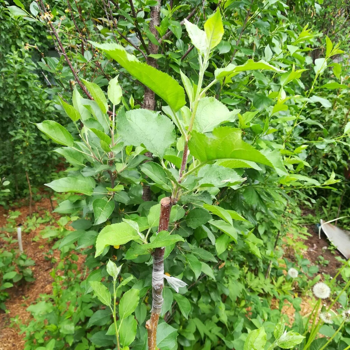 Sode skiepiju birželio-liepos mėnesiais, dėl labai paprastos priežasties. Jei pasodinsite anksti, jie duoda labai daug prieaugį. O lietingu, vėjuotu oru jie tiesiog nulūžta skiepijimo vietoje.-10