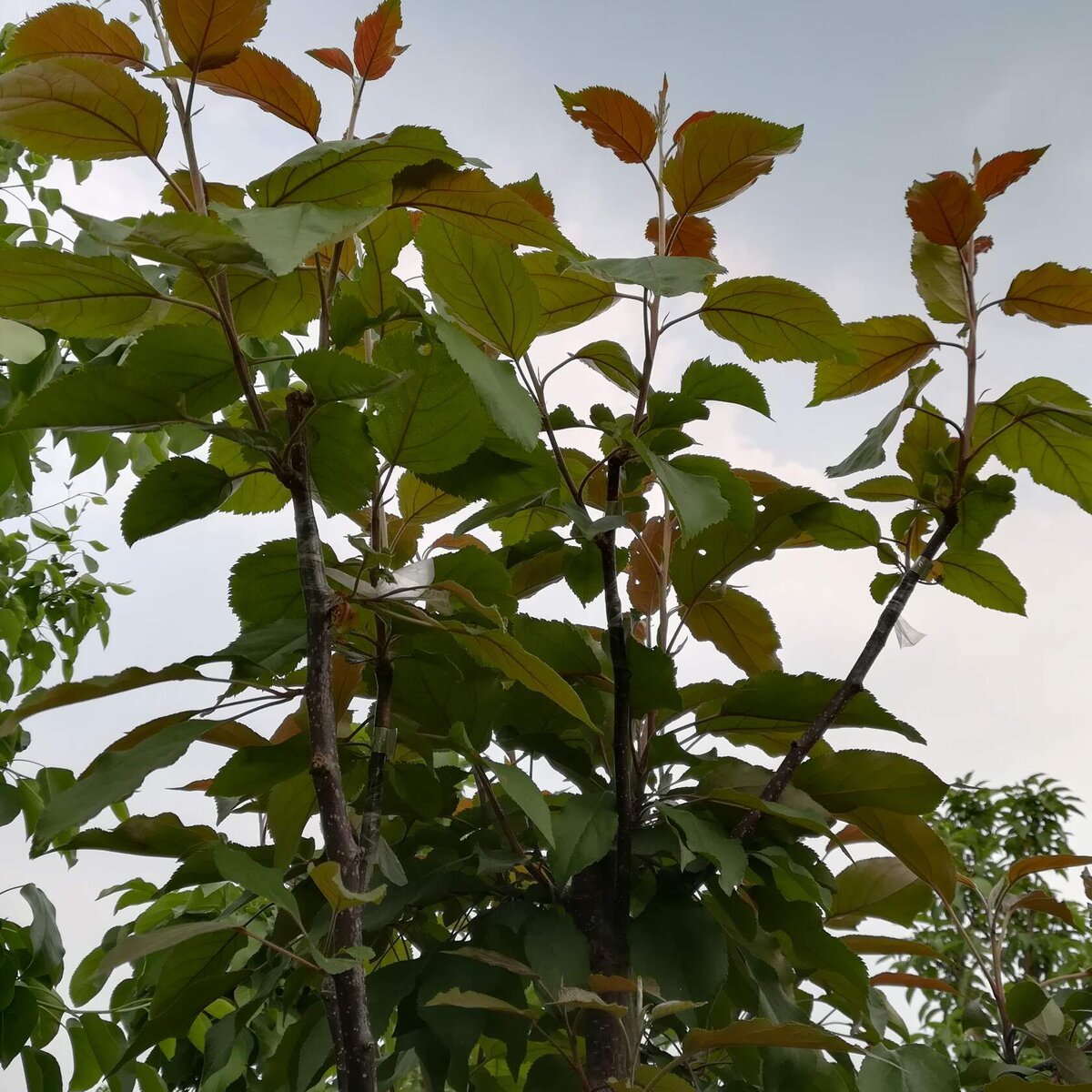 Sode skiepiju birželio-liepos mėnesiais, dėl labai paprastos priežasties. Jei pasodinsite anksti, jie duoda labai daug prieaugį. O lietingu, vėjuotu oru jie tiesiog nulūžta skiepijimo vietoje.-11