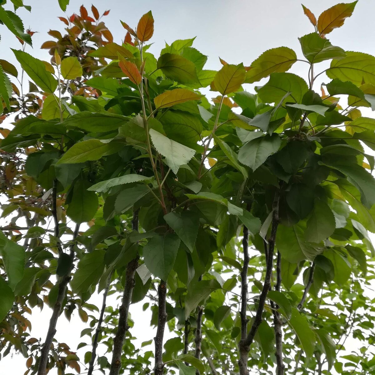 Sode skiepiju birželio-liepos mėnesiais, dėl labai paprastos priežasties. Jei pasodinsite anksti, jie duoda labai daug prieaugį. O lietingu, vėjuotu oru jie tiesiog nulūžta skiepijimo vietoje.-12