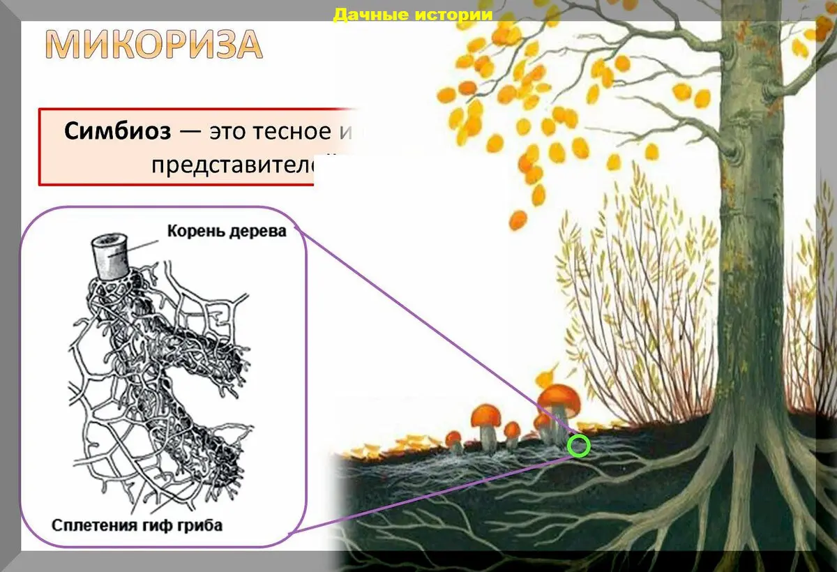 EM ir biologiniai produktai, A.P tirpalas Besaraba ir mikorizė vasaros gyventojo paslaugoms: svarbus priminimas pradedantiesiems vasaros gyventojams