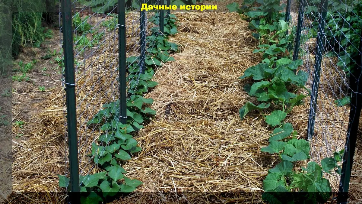 Mulčias gali būti gyvas: gyvas (augantis) mulčias yra gausaus derliaus garantija nenaudojant chemikalų