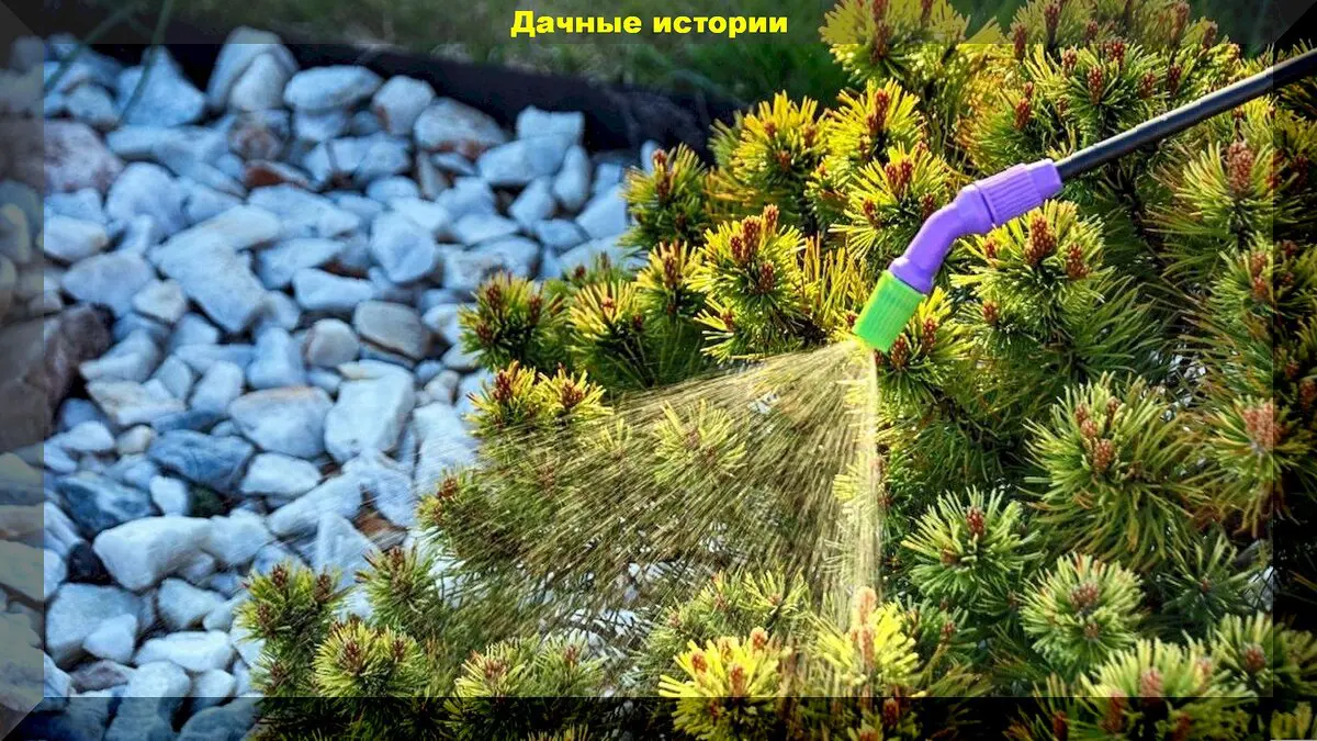 Spygliuočiai žiemos išvakarėse: kurie spygliuočiai ypač dekoratyvūs, kaip tinkamai juos prižiūrėti ir paruošti žiemai