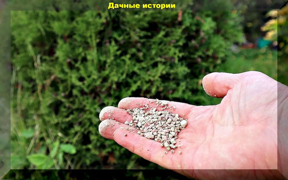 Spygliuočiai žiemos išvakarėse: kurie spygliuočiai ypač dekoratyvūs, kaip tinkamai juos prižiūrėti ir paruošti žiemai