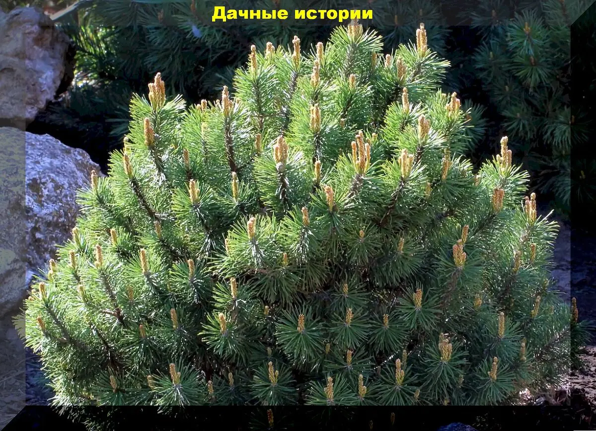 Spygliuočiai žiemos išvakarėse: kurie spygliuočiai ypač dekoratyvūs, kaip tinkamai juos prižiūrėti ir paruošti žiemai