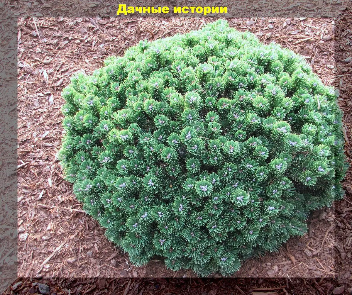 Spygliuočiai žiemos išvakarėse: kurie spygliuočiai ypač dekoratyvūs, kaip tinkamai juos prižiūrėti ir paruošti žiemai