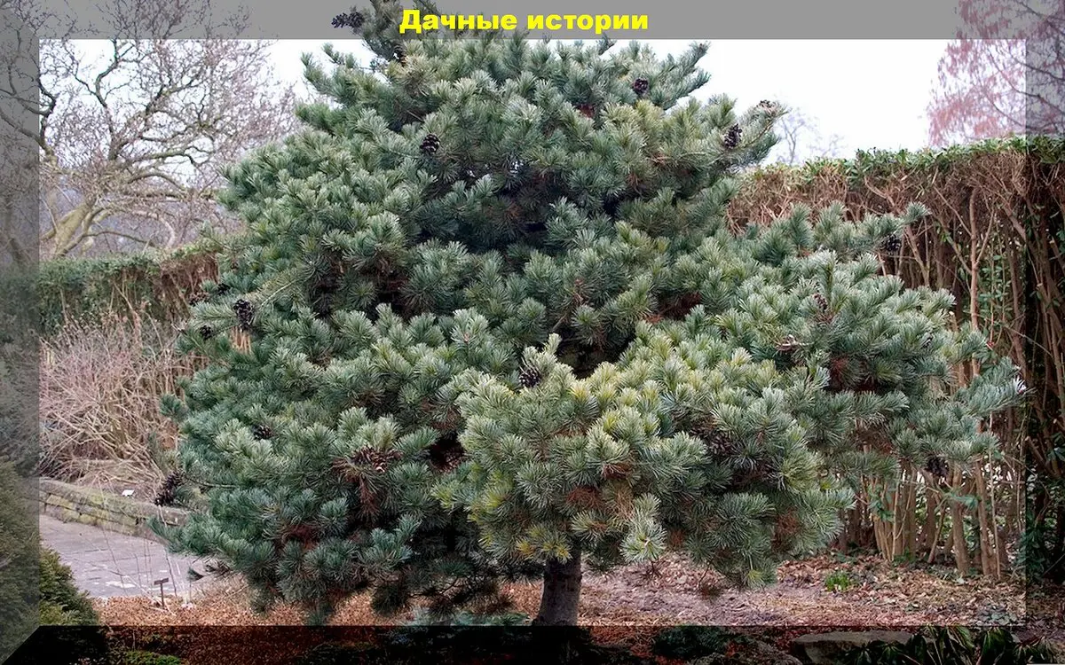 Spygliuočiai žiemos išvakarėse: kurie spygliuočiai ypač dekoratyvūs, kaip tinkamai juos prižiūrėti ir paruošti žiemai