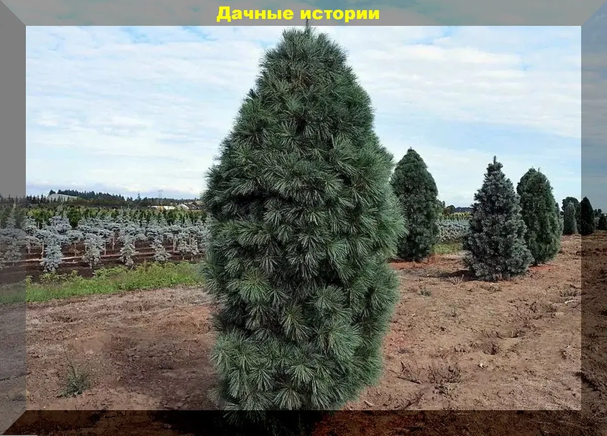 Spygliuočiai žiemos išvakarėse: kurie spygliuočiai ypač dekoratyvūs, kaip tinkamai juos prižiūrėti ir paruošti žiemai