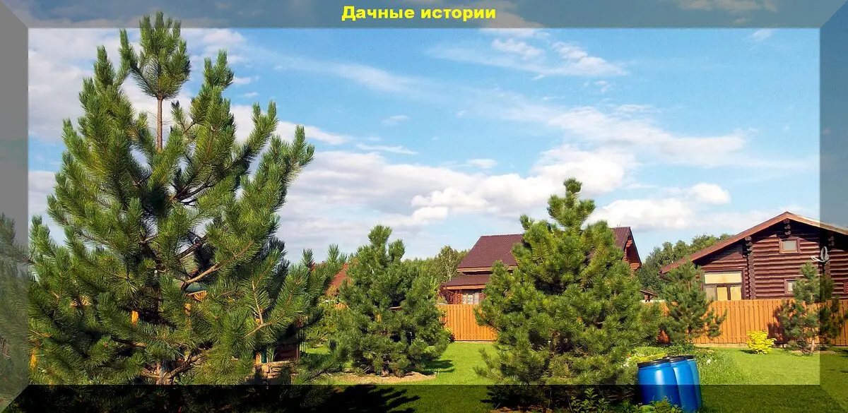 Spygliuočiai žiemos išvakarėse: kurie spygliuočiai ypač dekoratyvūs, kaip tinkamai juos prižiūrėti ir paruošti žiemai