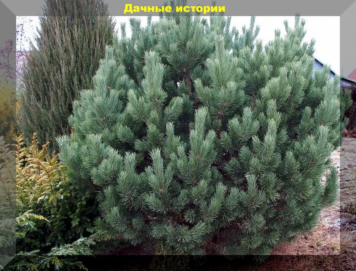 Spygliuočiai žiemos išvakarėse: kurie spygliuočiai ypač dekoratyvūs, kaip tinkamai juos prižiūrėti ir paruošti žiemai