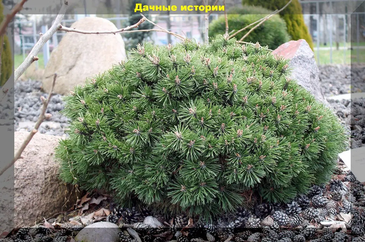 Spygliuočiai žiemos išvakarėse: kurie spygliuočiai ypač dekoratyvūs, kaip tinkamai juos prižiūrėti ir paruošti žiemai