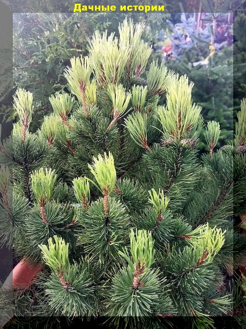 Spygliuočiai žiemos išvakarėse: kurie spygliuočiai ypač dekoratyvūs, kaip tinkamai juos prižiūrėti ir paruošti žiemai